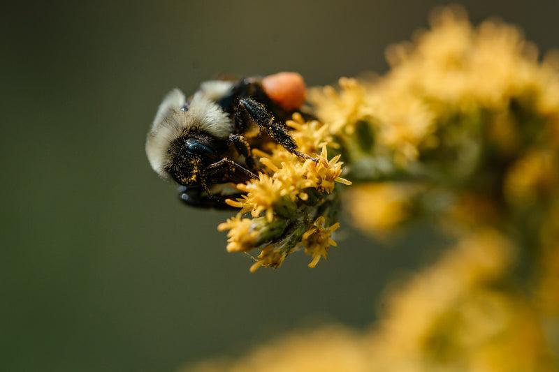 bee covered in yellow dust