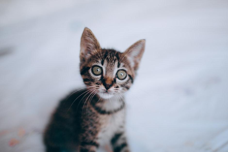 Tabby little curious kitten with green eyes